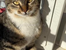 Чудесные красивые котята в добрые руки 