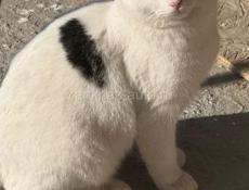 Чудесные красивые котята в добрые руки 