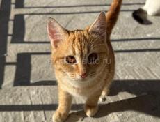 Чудесные красивые котята в добрые руки 