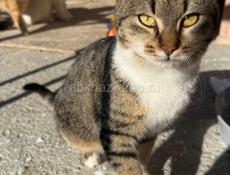 Чудесные красивые котята в добрые руки 