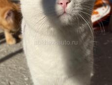 Чудесные красивые котята в добрые руки 