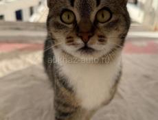 Чудесные красивые котята в добрые руки 