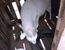 Козы на мясо