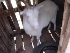 Козы на мясо