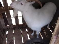 Козы на мясо