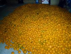 Продается мандарин будет около 5т звонить в любое время всегда на связи✌🏼✌🏼