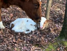 Продается теленок(бычок)