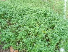 Продаю пальмы и мяту