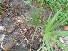 Продаю пальмы и мяту