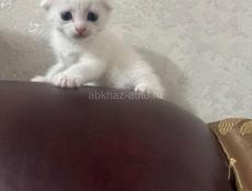 Продаётся котёнок