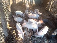 Продаётся парасята