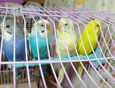 Попугай волнистый