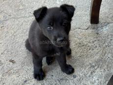 Ищу работу водителем на вашем камазе 