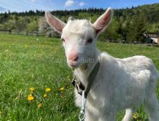 Козы 15 штук 10 тыс срочно 