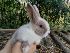 Карликовые кролики.