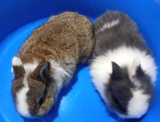 Карликовые кролики.