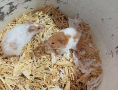 Сирийские джунгарские хомяки.