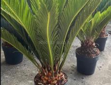 Саговник-цикас 