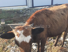 Продается телка 