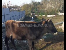 Продается телка 