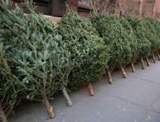 ЕЛКИ в продаже цены разные связь ватсап есть