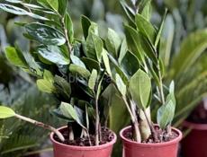 Долларовое дерево 