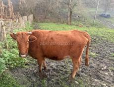 Продается коровы 