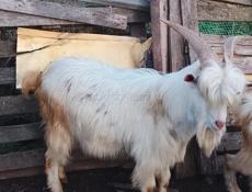 Продается КОЗЕЛ