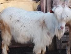 Продается КОЗЕЛ