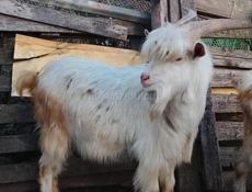 Продается КОЗЕЛ