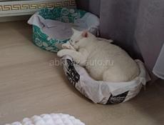 Квартира в Новом Афоне