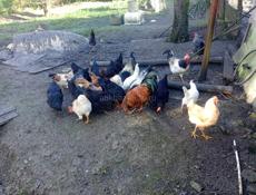 Куры и петухи продаю 1500-2000