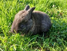 Кролики пушистые