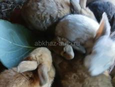 Кролики пушистые