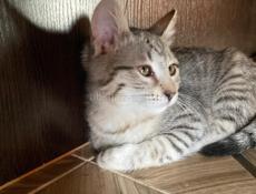 Кошечка в добрые руки 