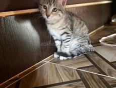 Кошечка в добрые руки 