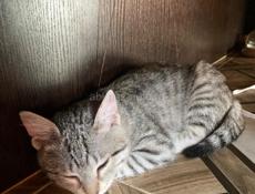 Кошечка в добрые руки 