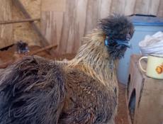 Инкубационное яйцо и цыплята под заказ