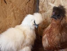 Инкубационное яйцо и цыплята под заказ