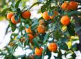 Самосбор мандарин