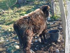 Продаётся бычок