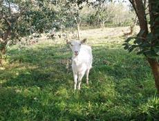 Продам двух коз.