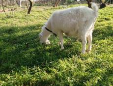 Продам двух коз.