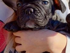 Французский бульдог