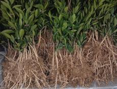 Сентябрьские саженцы