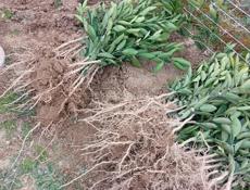 Сентябрьские саженцы