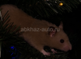 Отдаем сирийского хомячка в добрые руки 