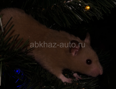 Отдаем сирийского хомячка в добрые руки 