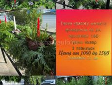 Красивые мини ёлки на новогодний стол 