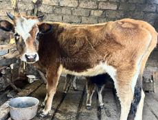 Продаю Телку